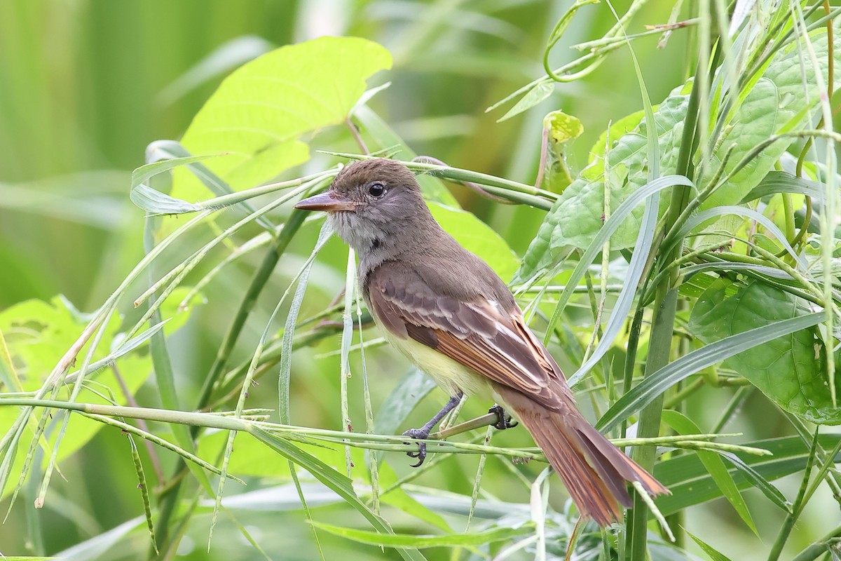 Brown-crested Flycatcher - ML611031038