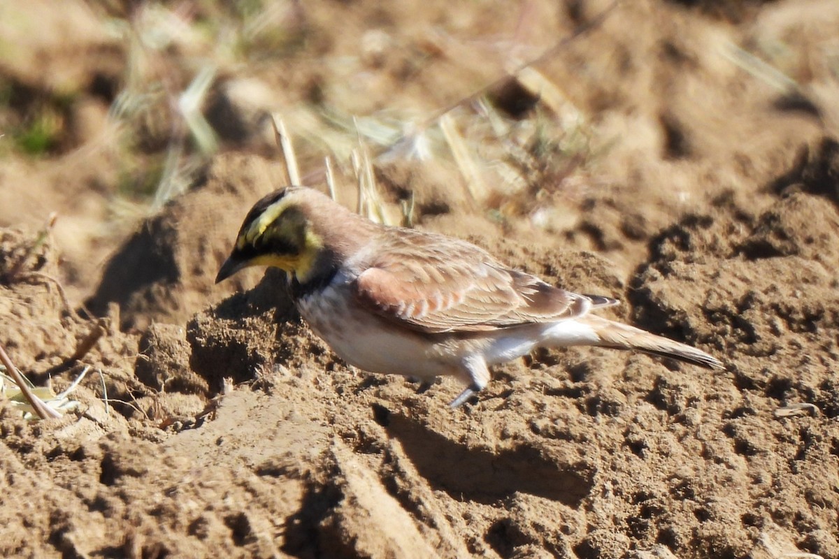 Horned Lark - ML611031057