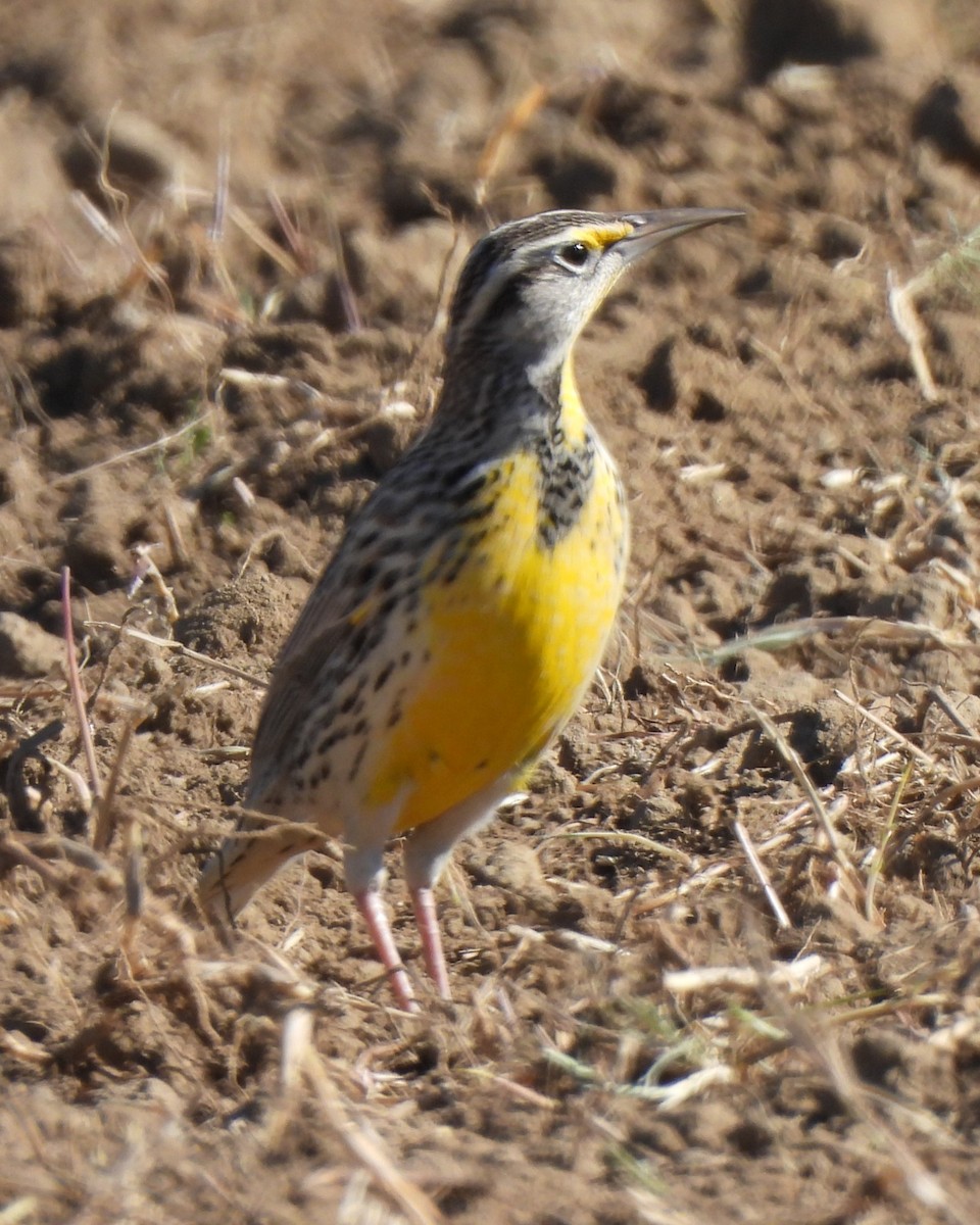 Western Meadowlark - ML611031074