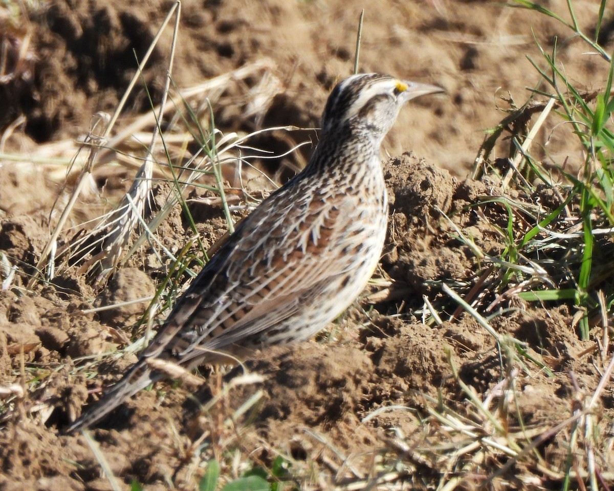 Western Meadowlark - ML611031083