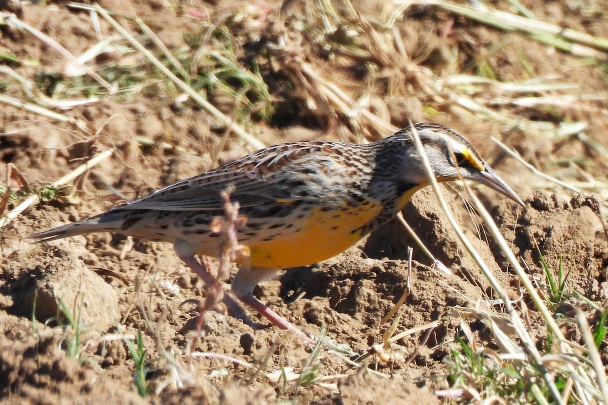 Western Meadowlark - ML611031102