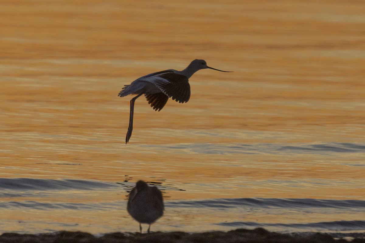 American Avocet - ML611031128