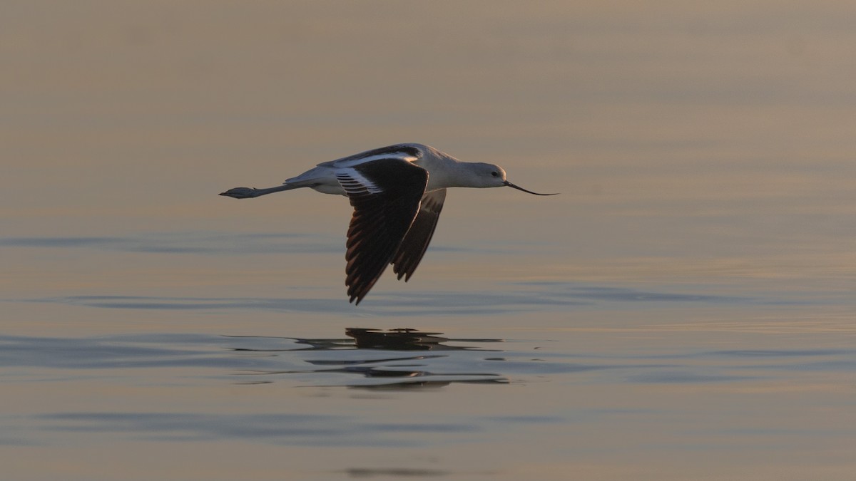 American Avocet - ML611031129