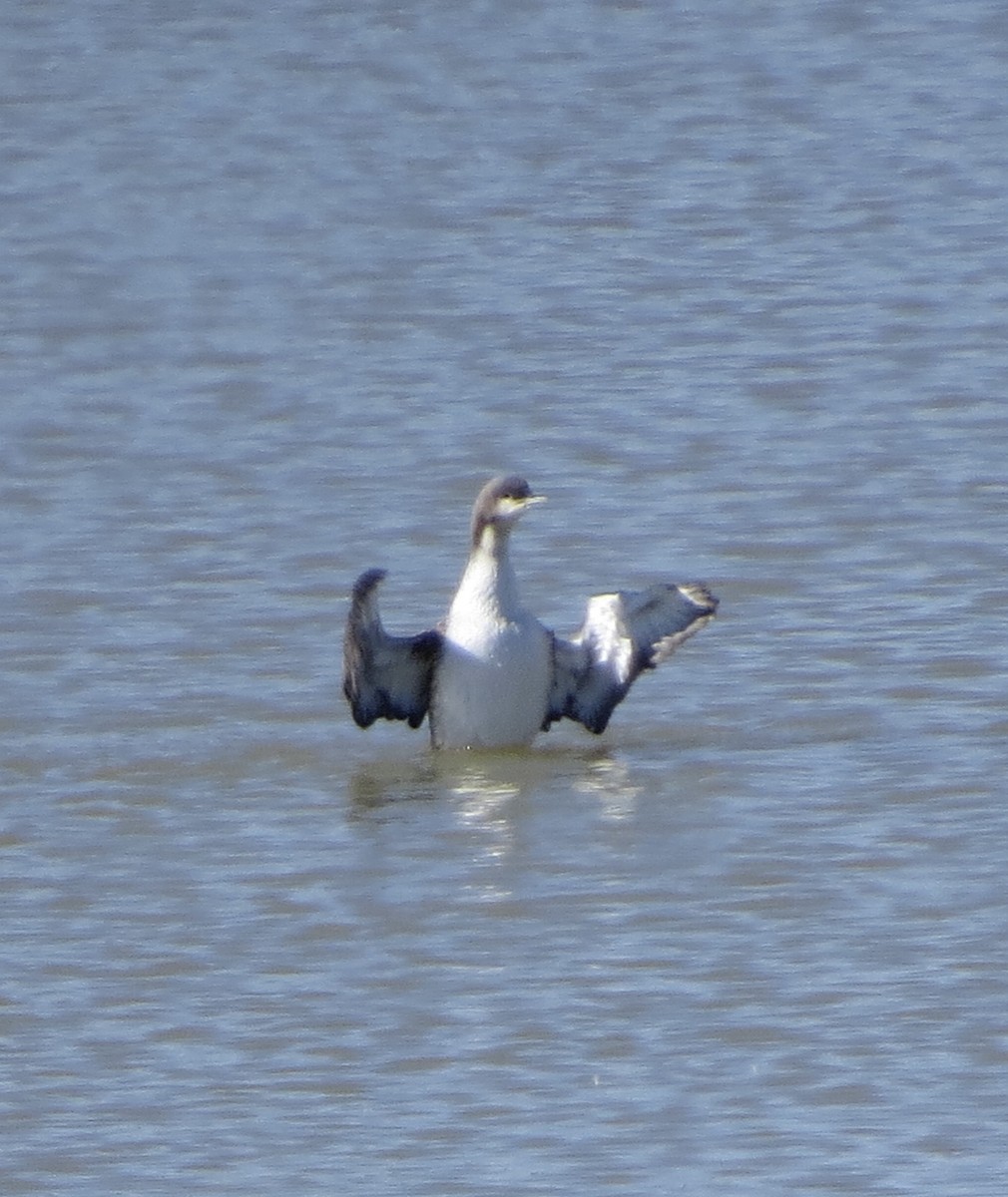 Pacific Loon - ML611031186