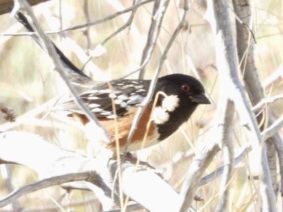 Spotted Towhee - ML611031226