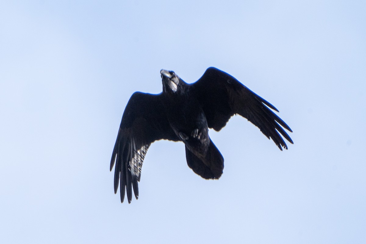 Common Raven - ML611031320