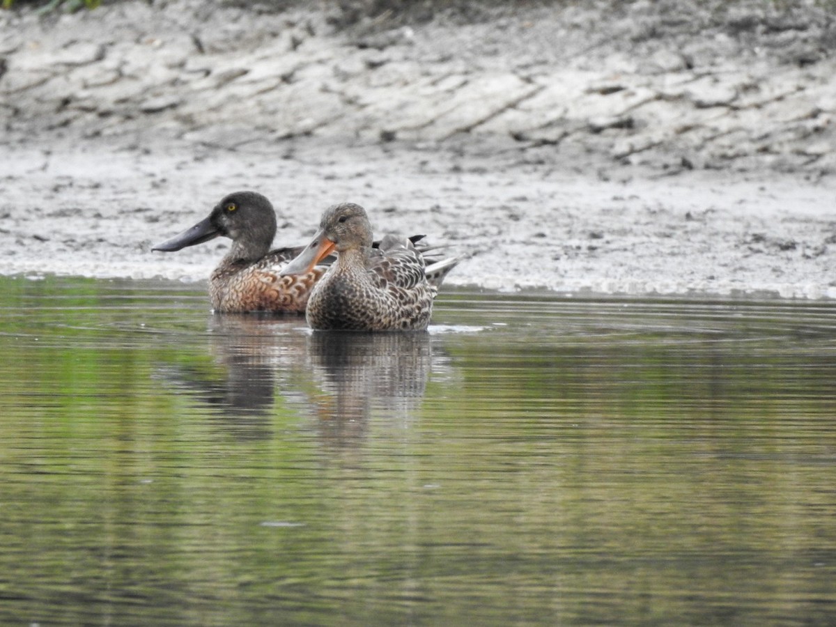 Northern Shoveler - Fabian Torres