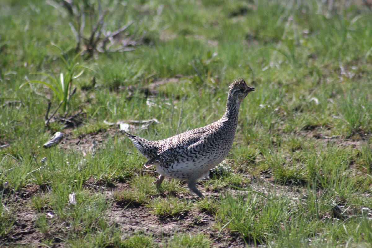 eBird Checklist - 12 May 2011 - Wheatgrass Ridge - 59 species
