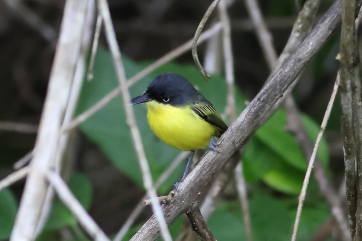 Common Tody-Flycatcher - John Mercer