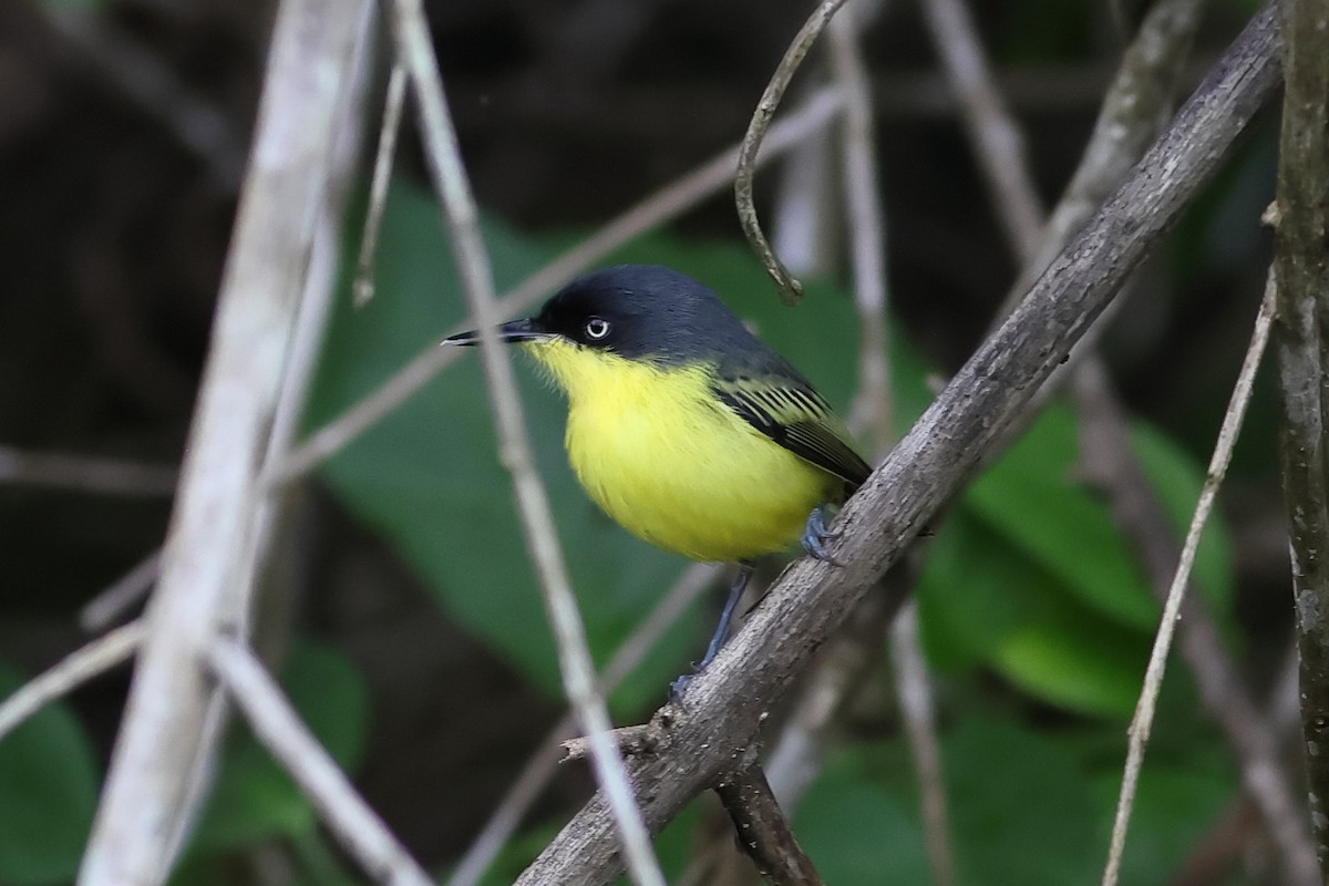 Common Tody-Flycatcher - John Mercer