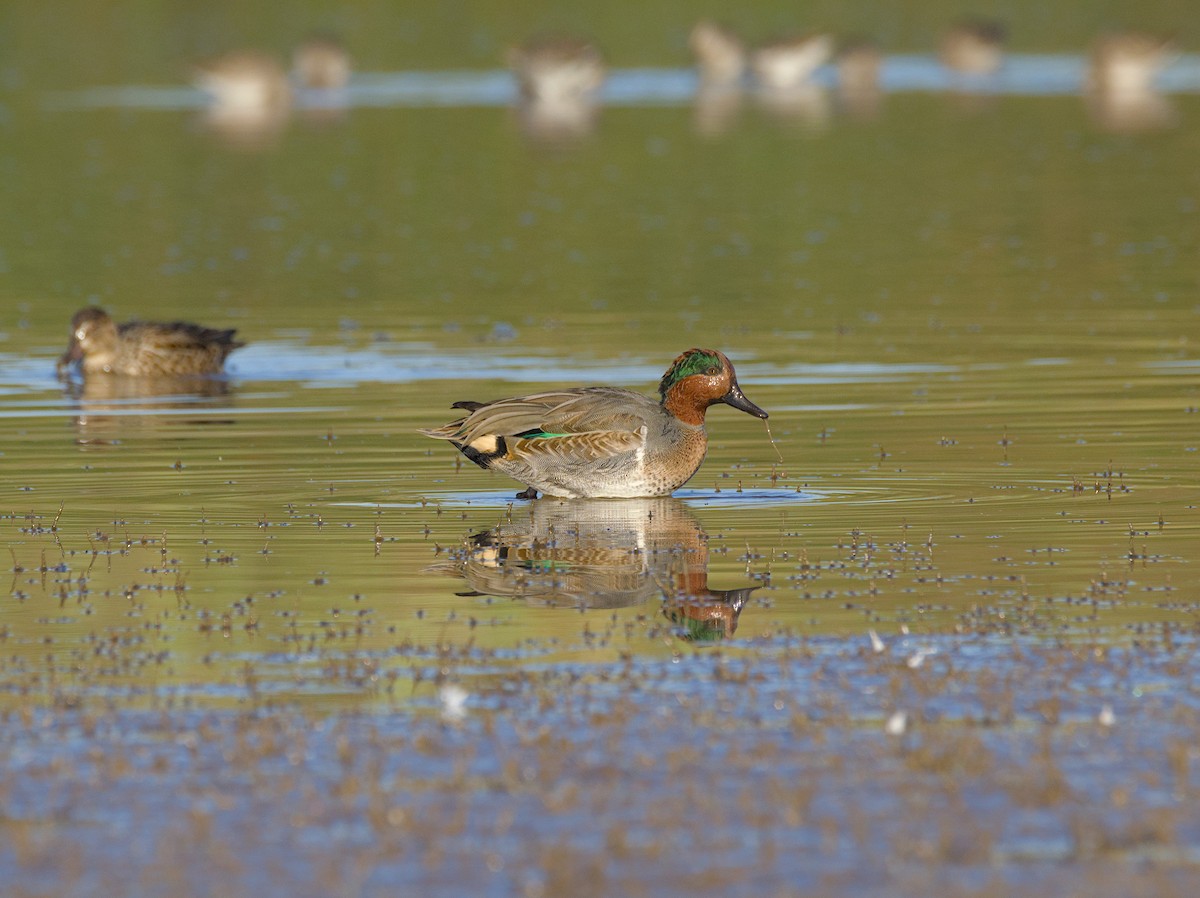 Green-winged Teal - ML611031470