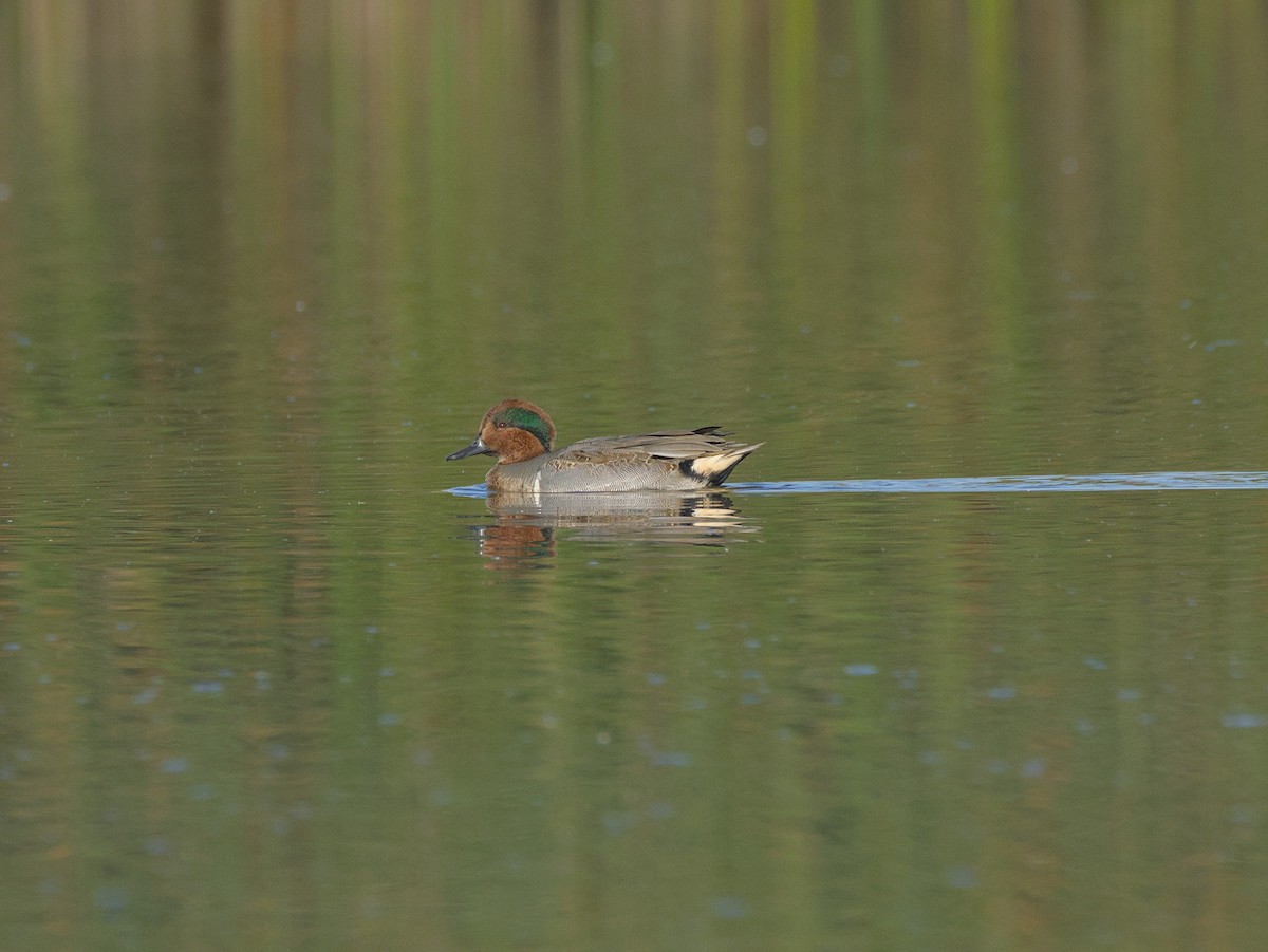 Green-winged Teal - ML611031482
