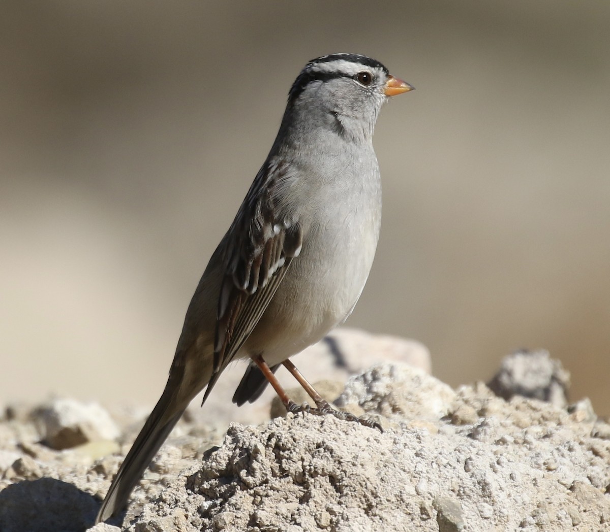 White-crowned Sparrow (Gambel's) - Otto Mayer