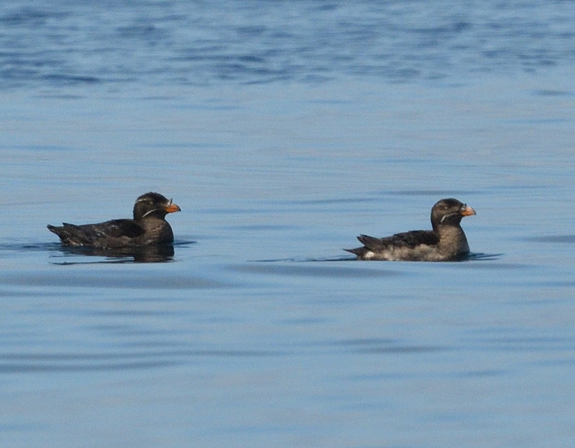 Rhinoceros Auklet - Emilie Strauss