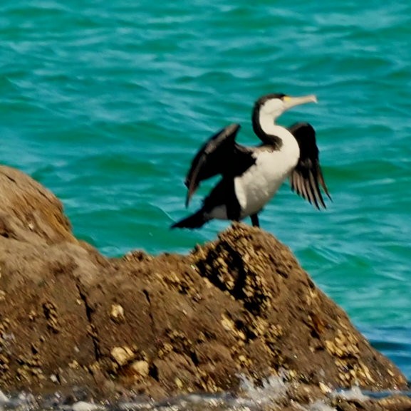 Cormorán Pío - ML611031631