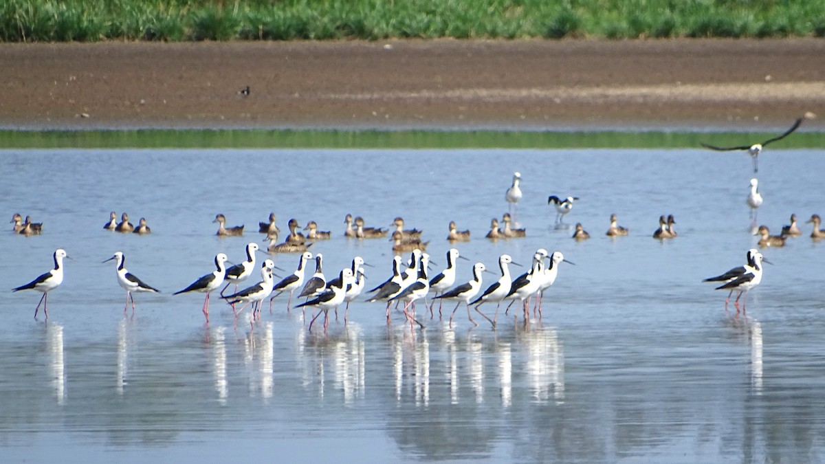 Pied Stilt - ML611031757