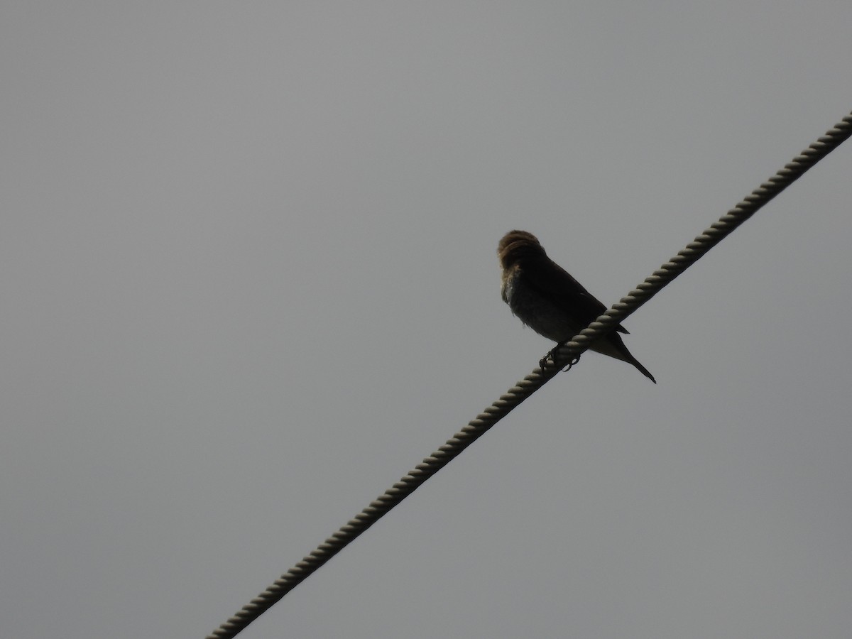 Scaly-breasted Munia - ML611031767