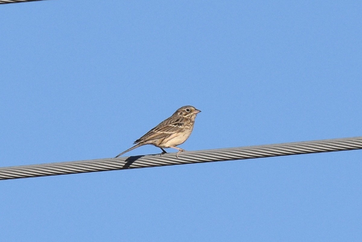 Vesper Sparrow - Naresh Satyan