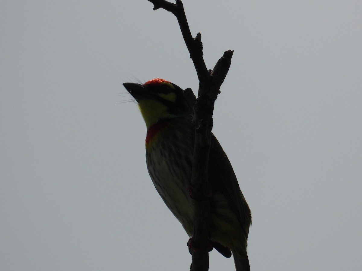 Coppersmith Barbet - Ananth Kaitharam