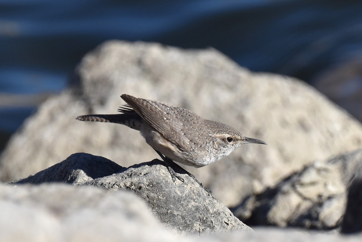 Rock Wren - Naresh Satyan