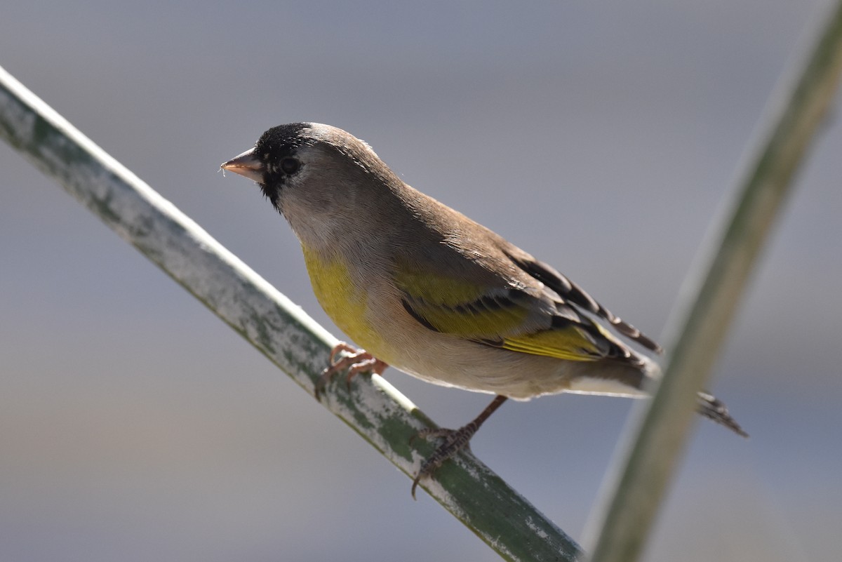 Lawrence's Goldfinch - Naresh Satyan