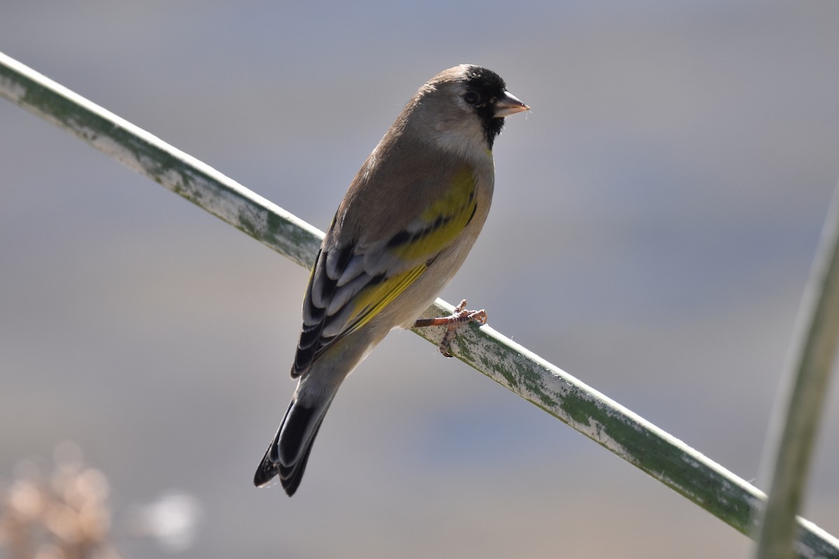 Lawrence's Goldfinch - Naresh Satyan