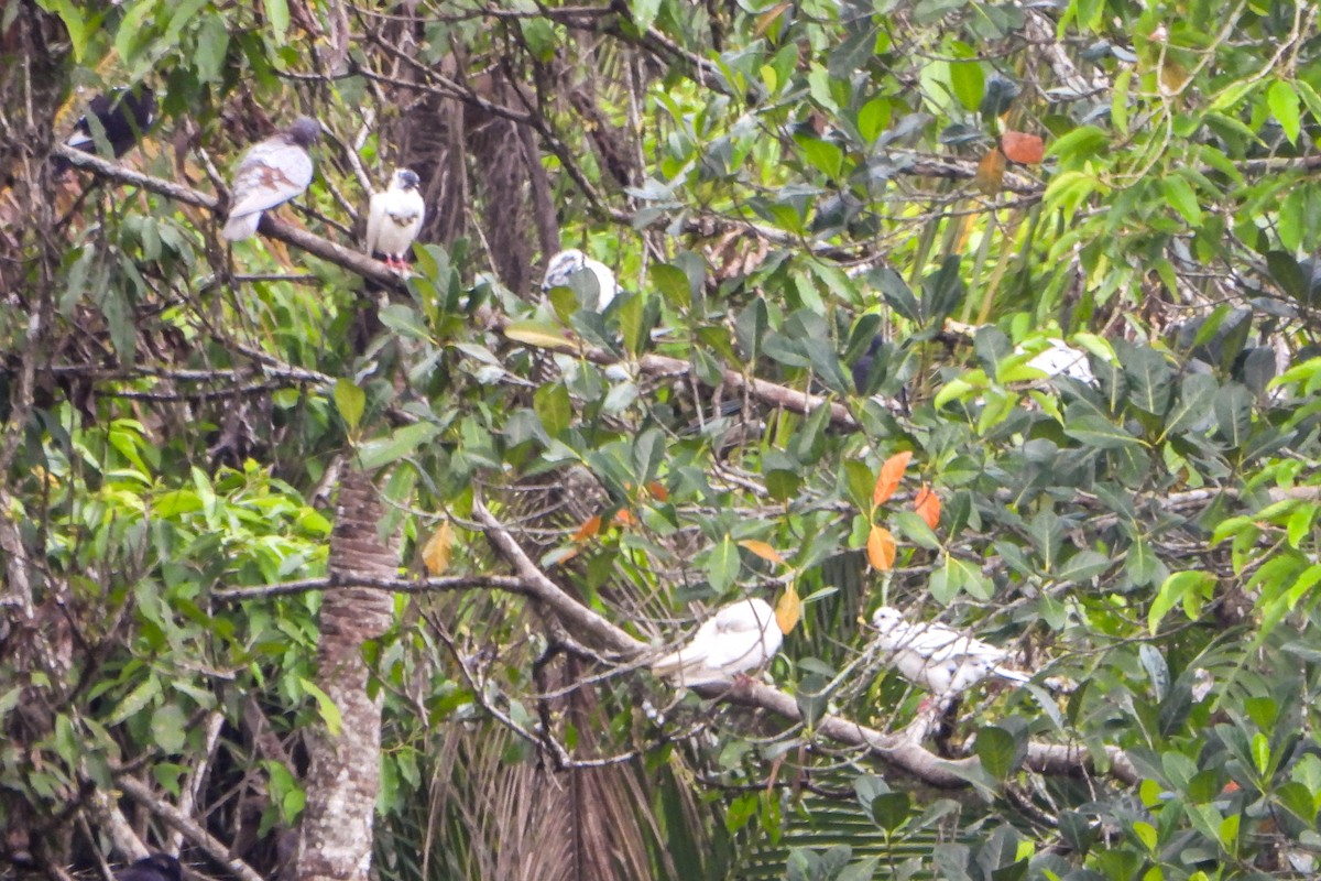 green-pigeon sp. - ML611031905