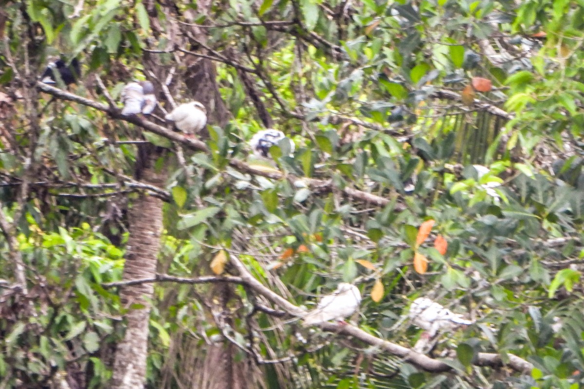 green-pigeon sp. - ML611031926