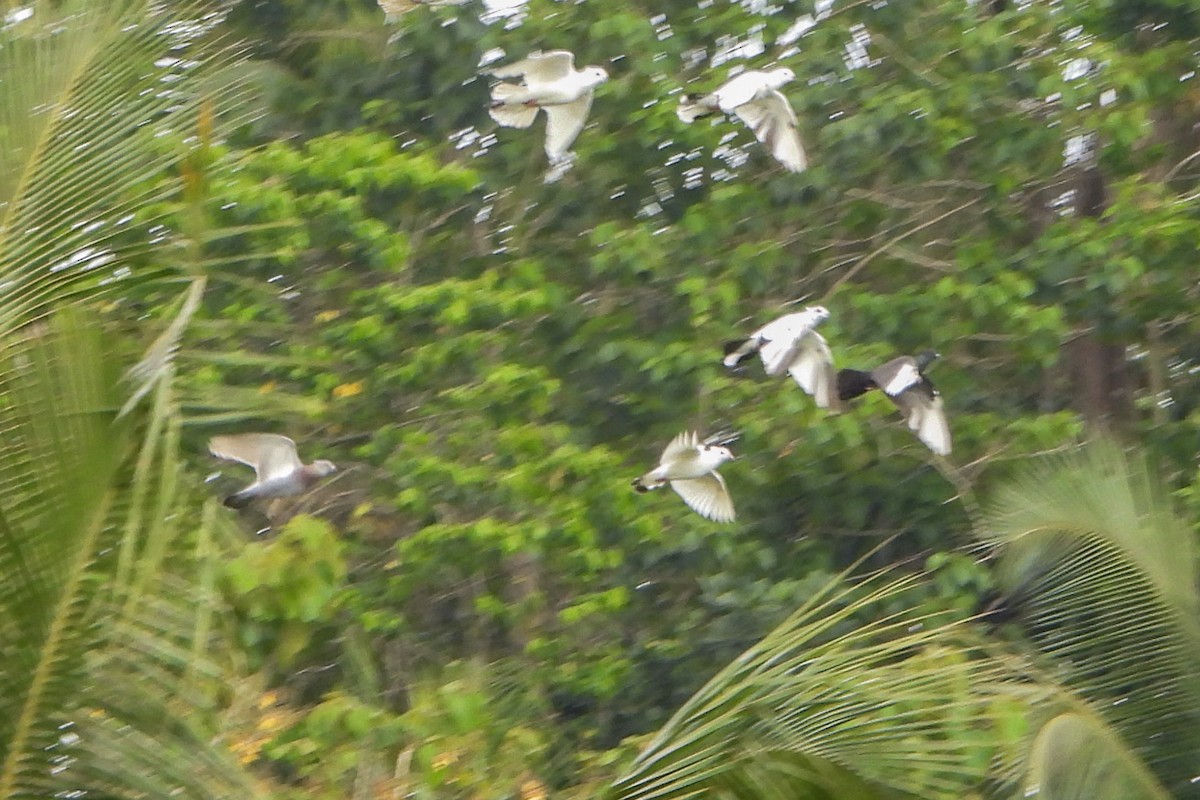 green-pigeon sp. - ML611031954