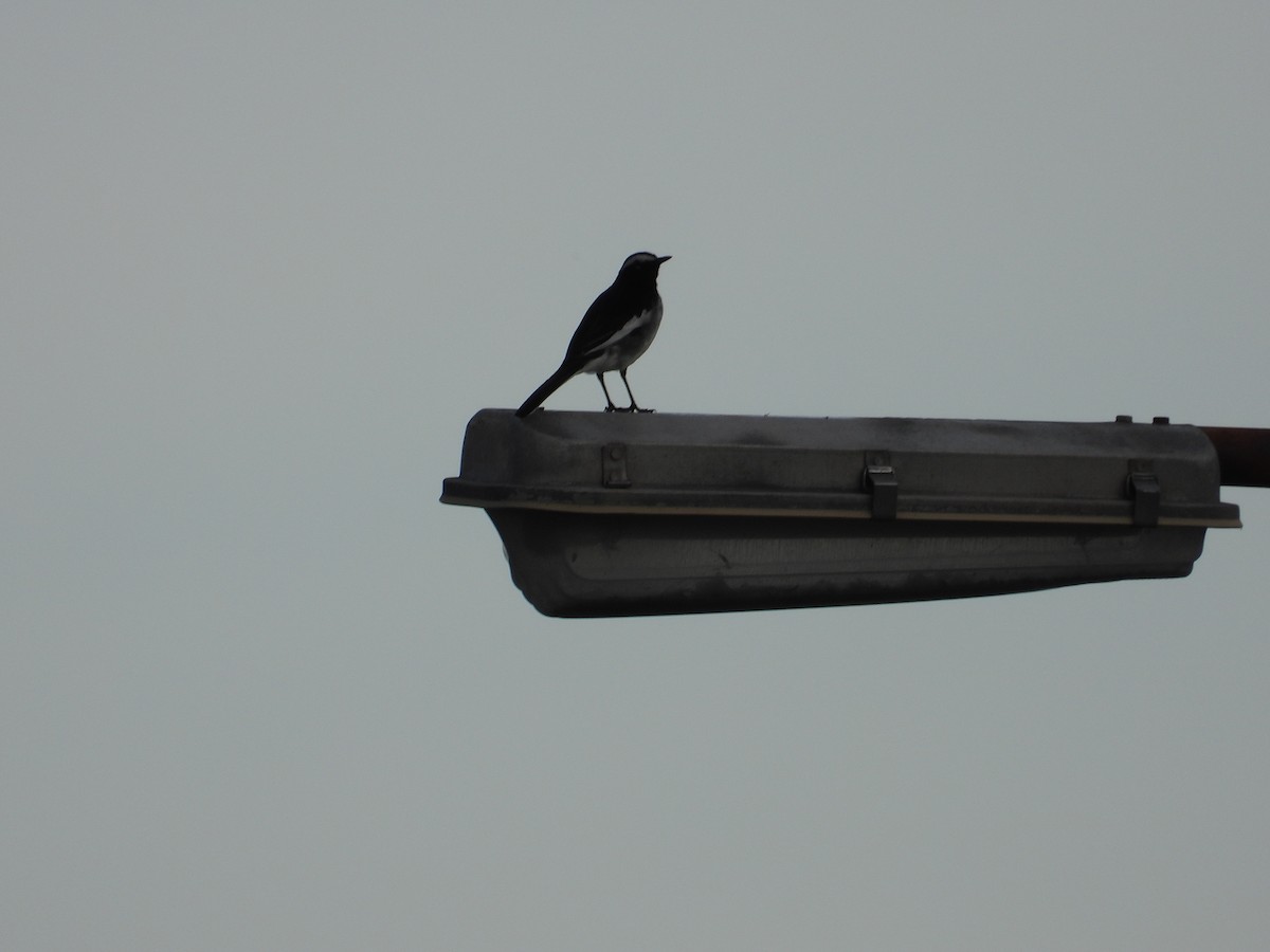 White-browed Wagtail - ML611031965