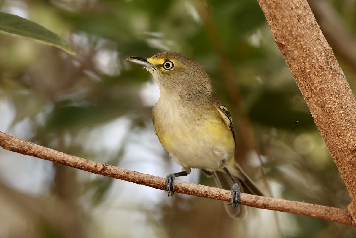 White-eyed Vireo - Alice Church