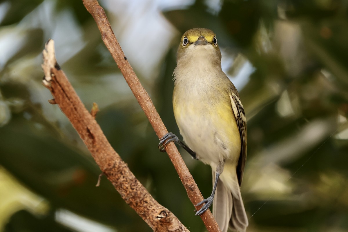 Ak Gözlü Vireo - ML611031983