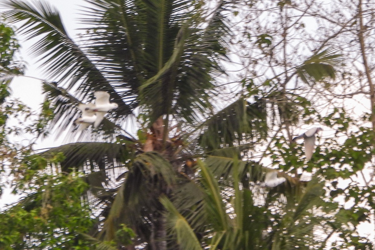 green-pigeon sp. - ML611032003