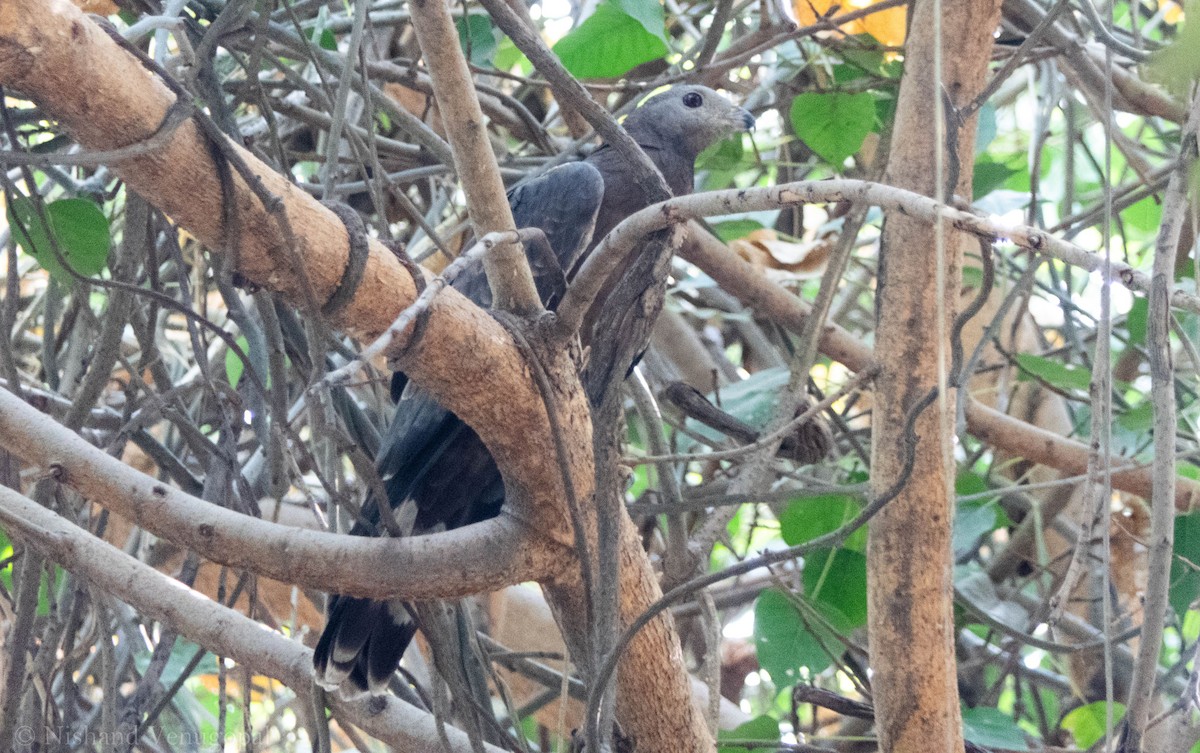 Oriental Honey-buzzard - Nishand Venugopal