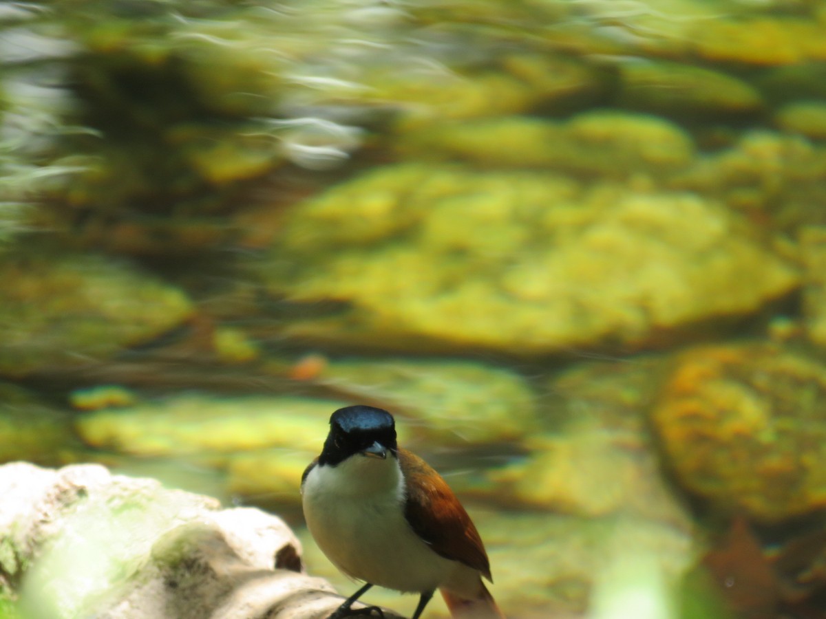 Shining Flycatcher - Jude Friesen