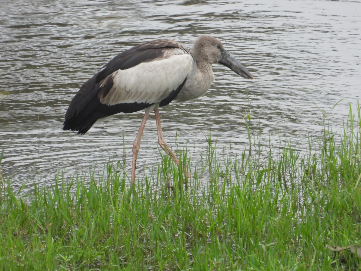 Asian Openbill - Ananth Kaitharam