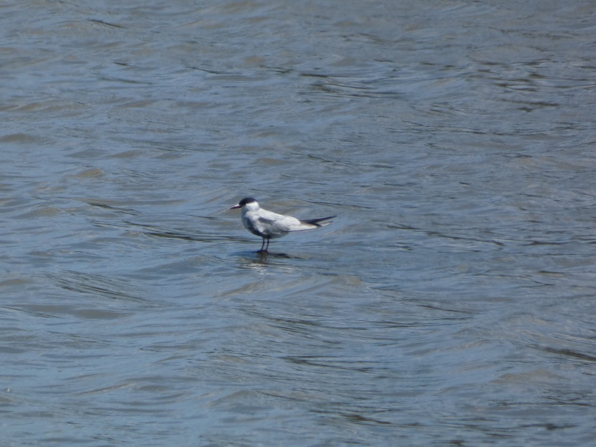 Whiskered Tern - Jon Tiktin