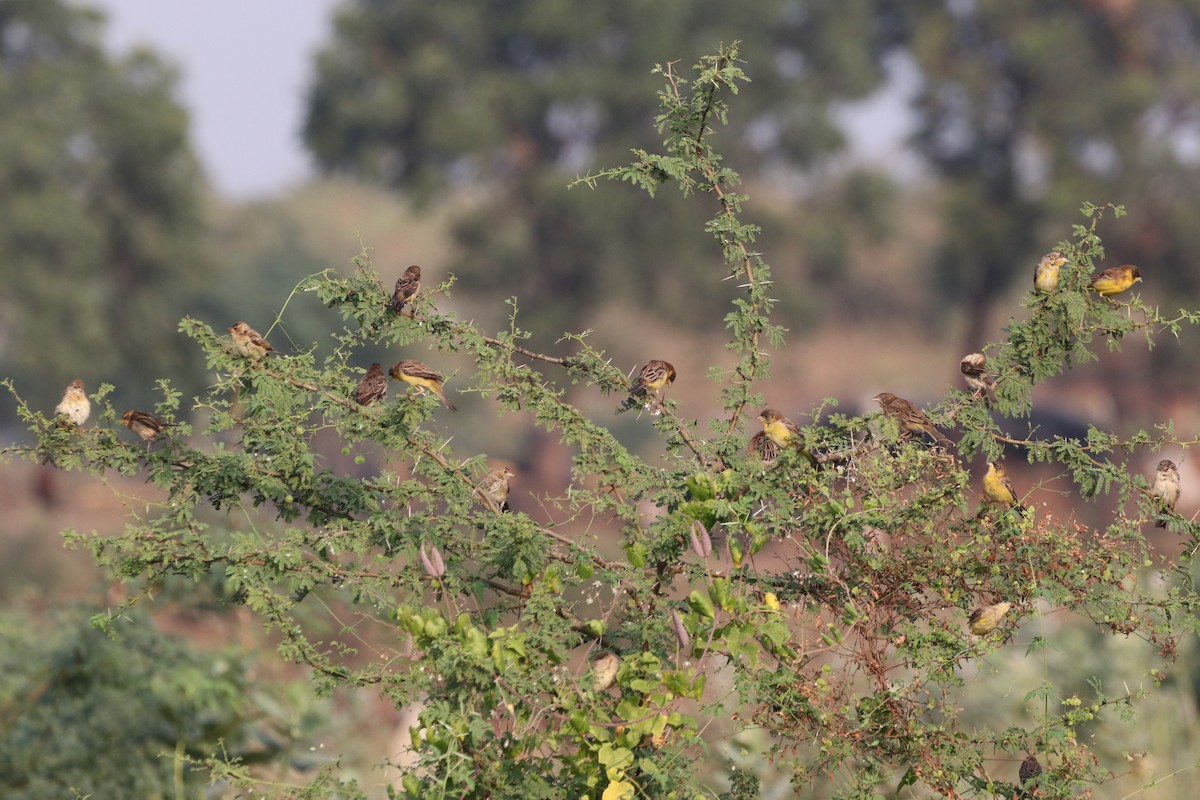 Red-headed Bunting - ML611032232