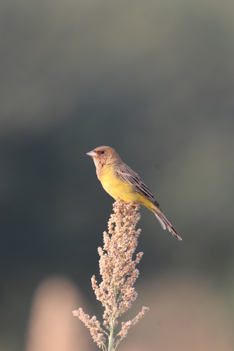 Bruant à tête rousse - ML611032241