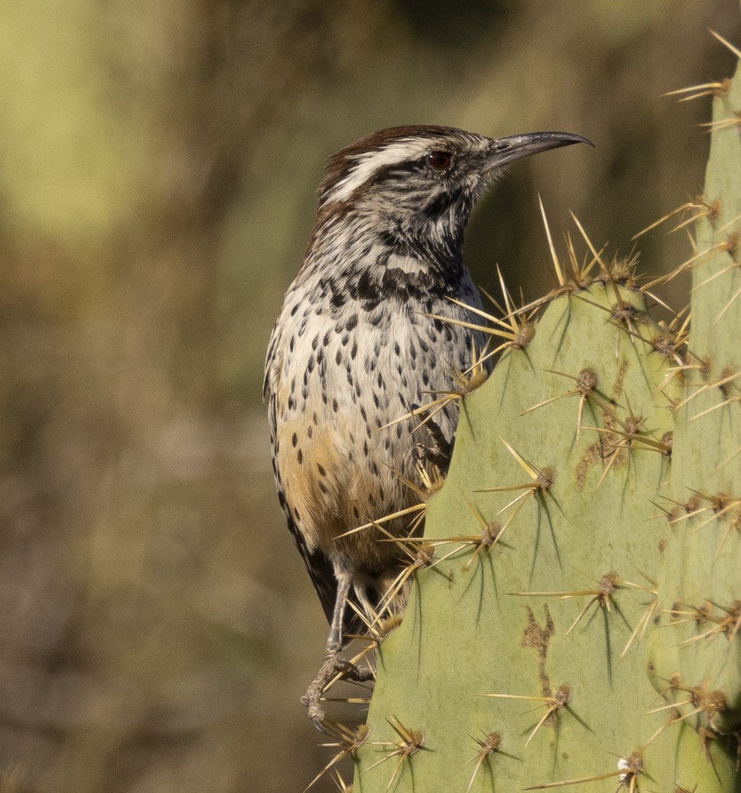 Cactus Wren - ML611032251