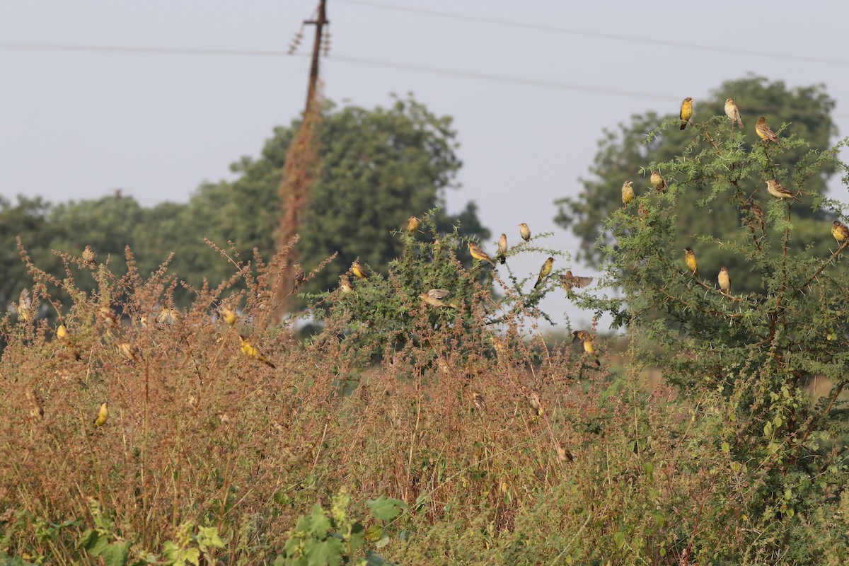 Red-headed Bunting - ML611032254