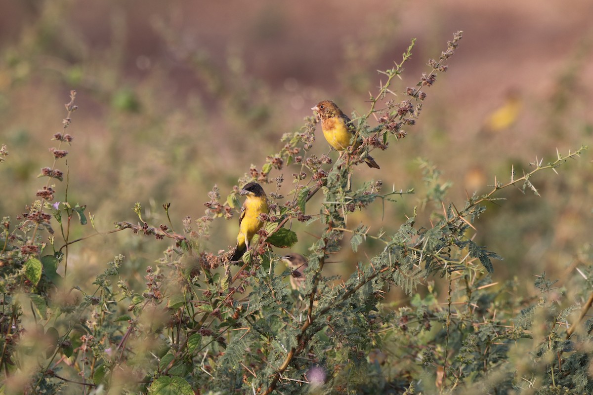 Red-headed Bunting - ML611032269