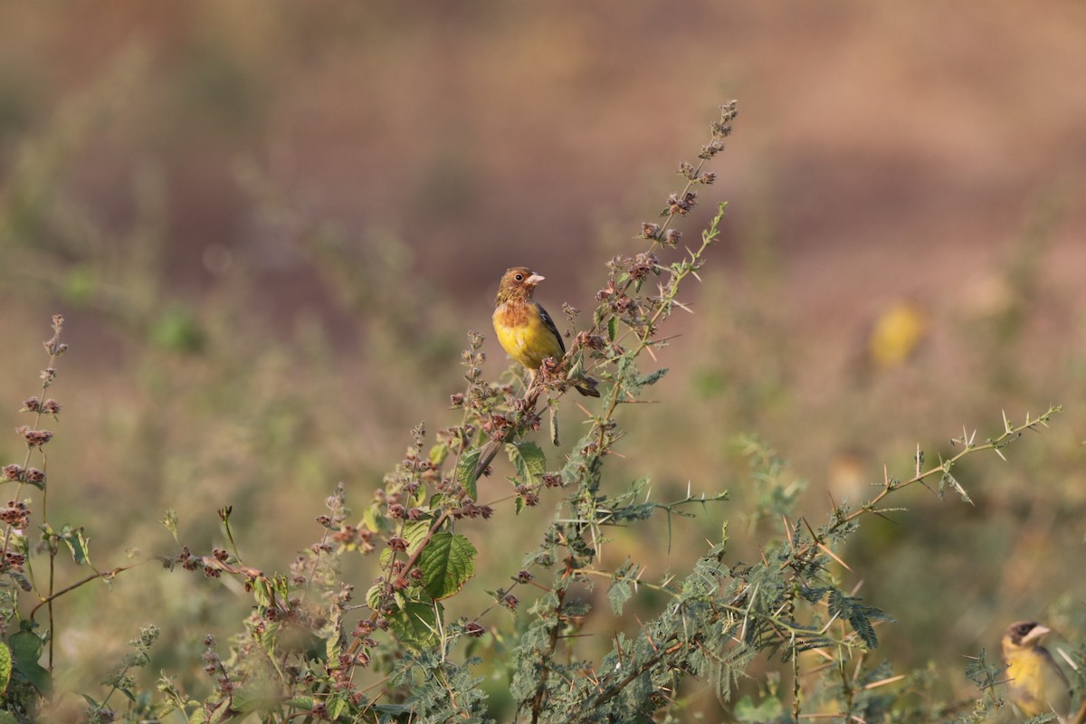 Red-headed Bunting - ML611032288