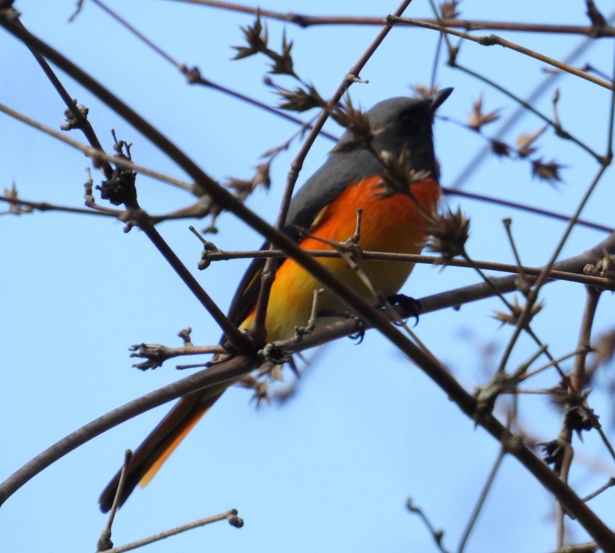 Small Minivet - ML611032313