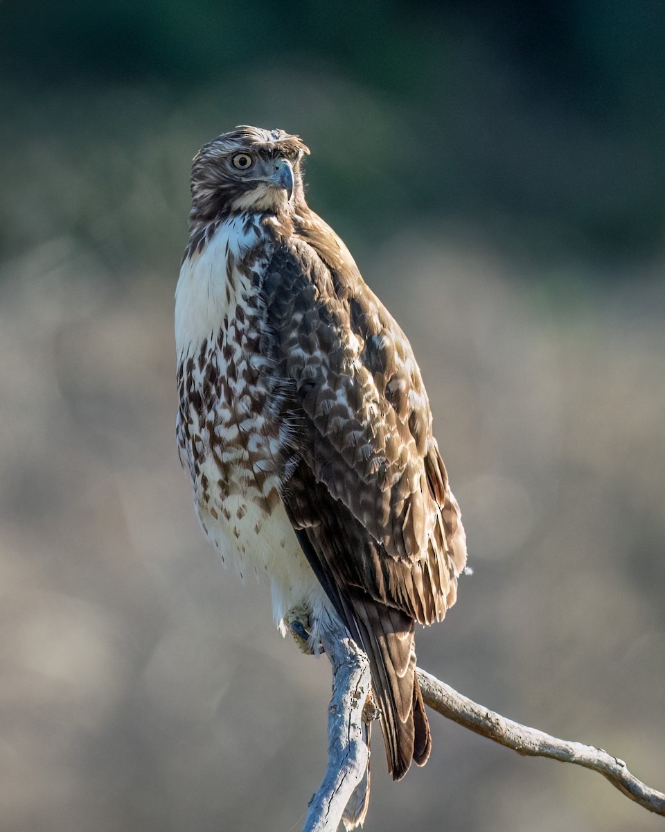 Red-tailed Hawk - Sue Cook