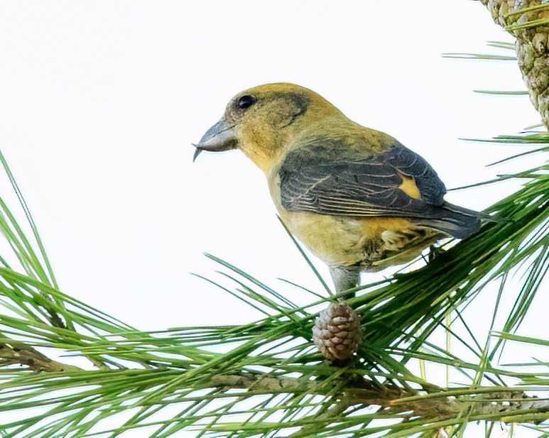 Red Crossbill (Douglas-fir or type 4) - Sue Cook