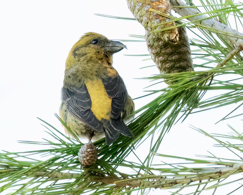 Red Crossbill (Douglas-fir or type 4) - Sue Cook