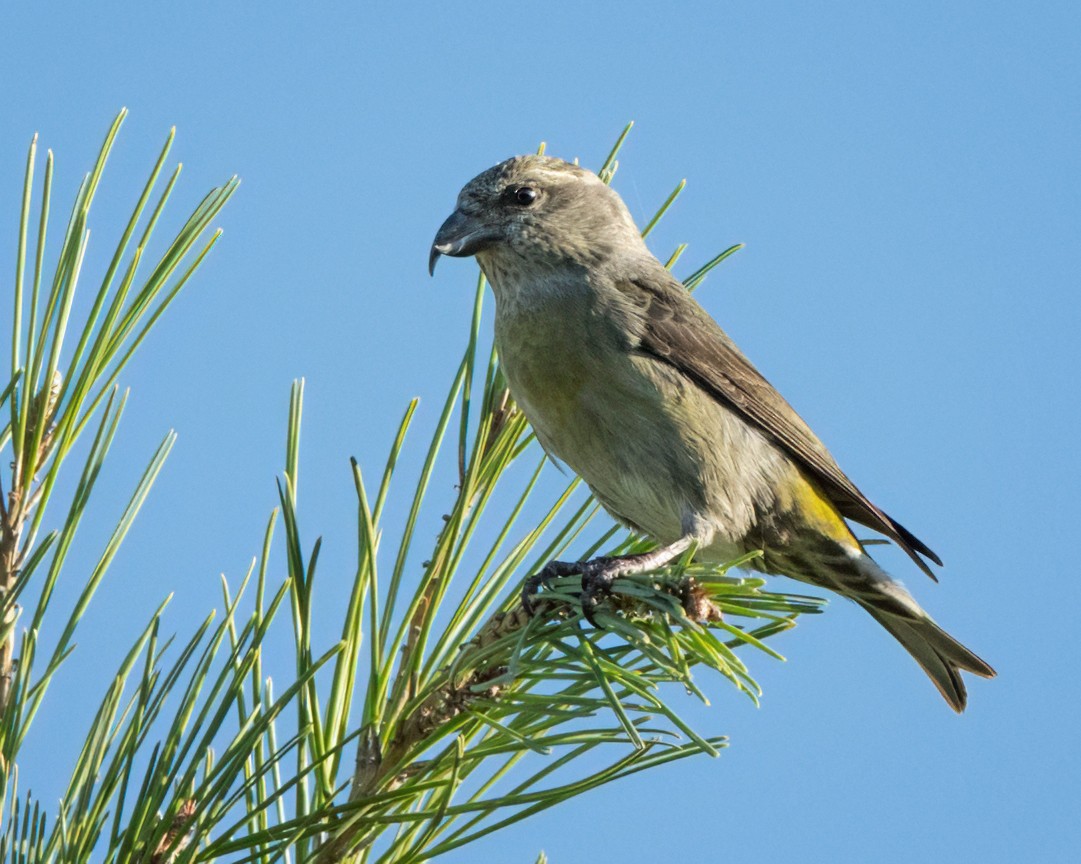 Red Crossbill (Douglas-fir or type 4) - Sue Cook