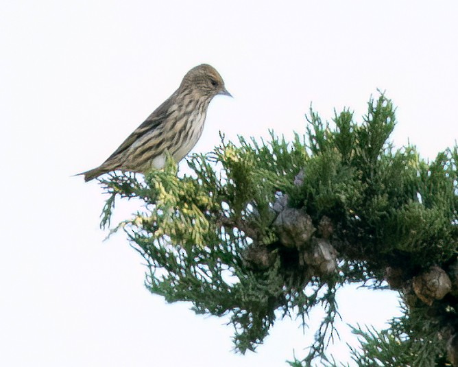 Pine Siskin - ML611032383