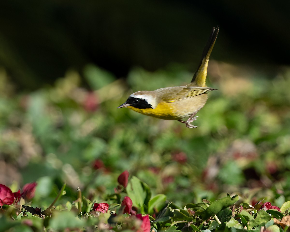 Common Yellowthroat - Sue Cook